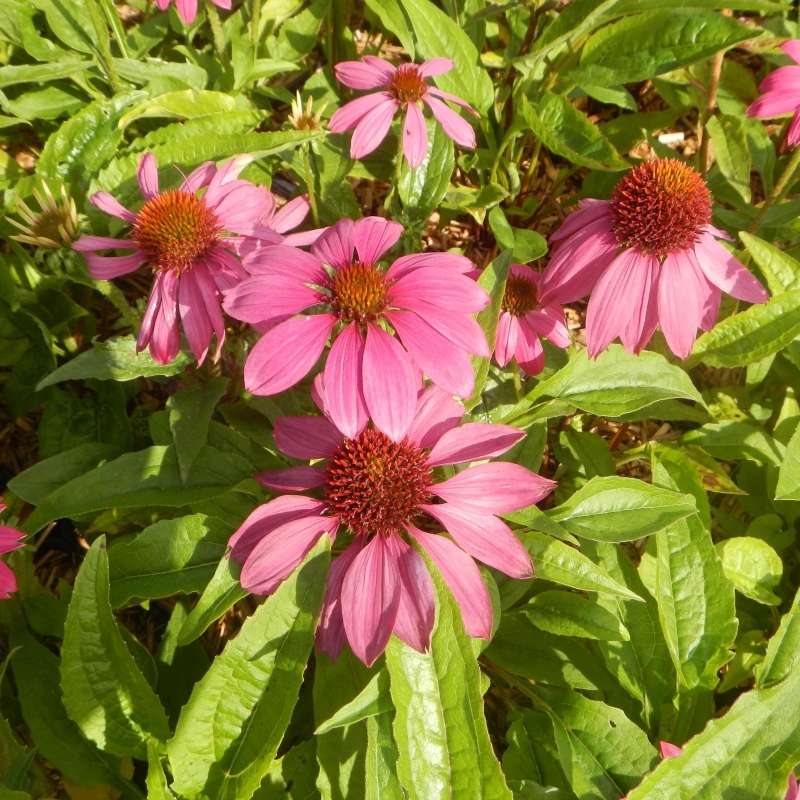 Rudbeckia pourpre