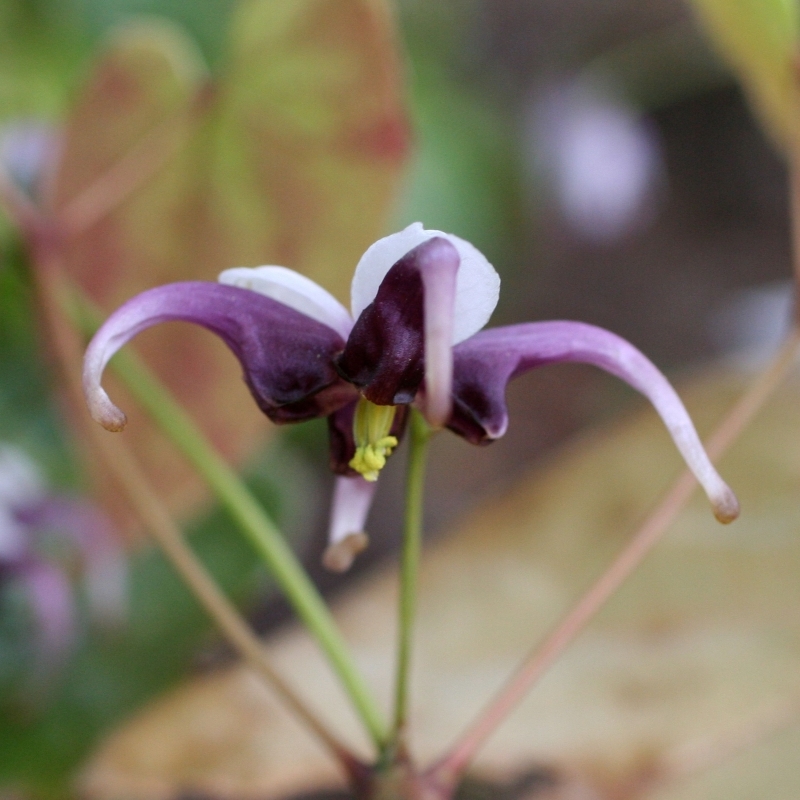 Fleurs des Elfes acuminatum