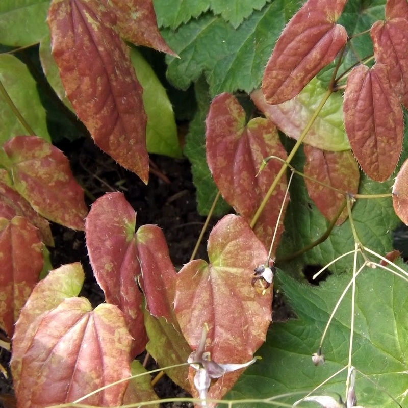 Fleurs des Elfes acuminatum