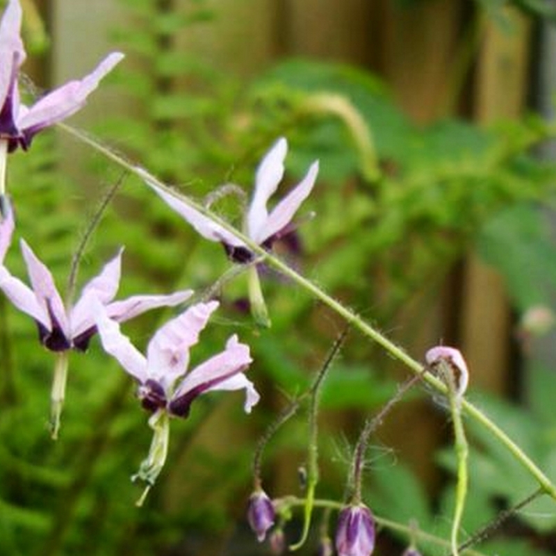 Fleurs des Elfes fargesii