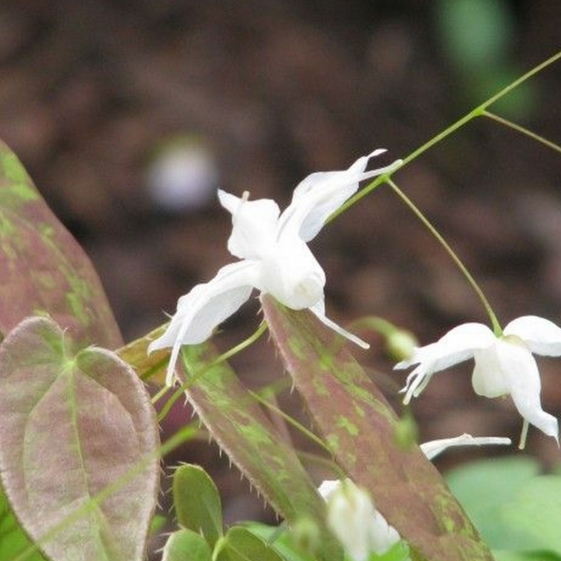 Fleurs des Elfes ogisui