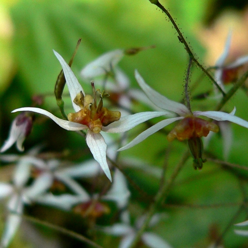 Fleurs des Elfes pubescens