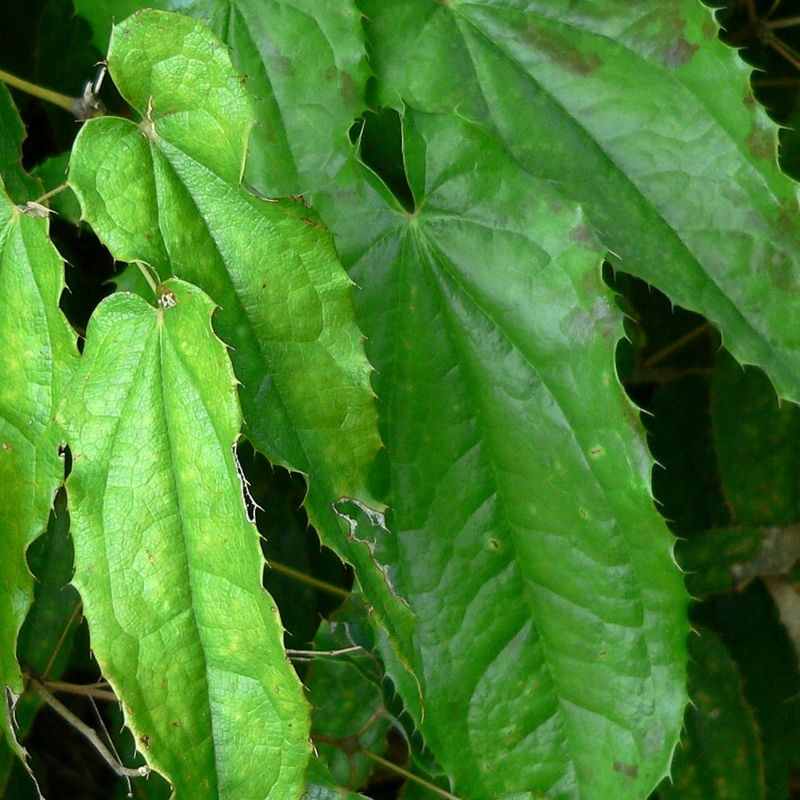 Fleurs des Elfes pubescens