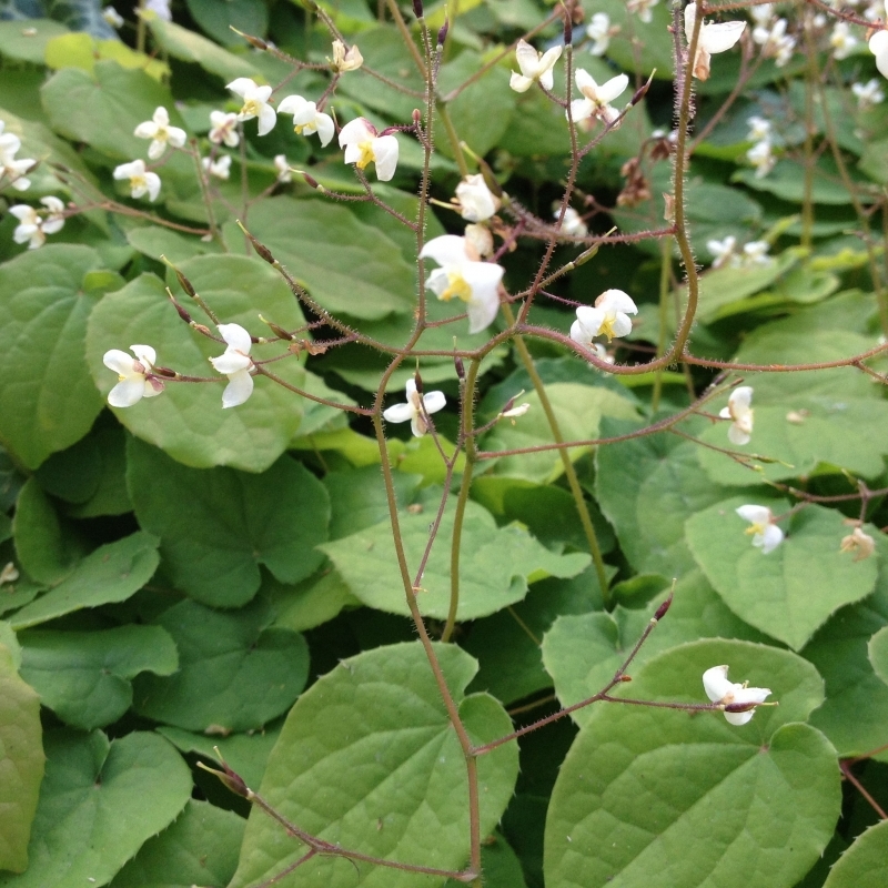 Fleurs des Elfes pubigerum