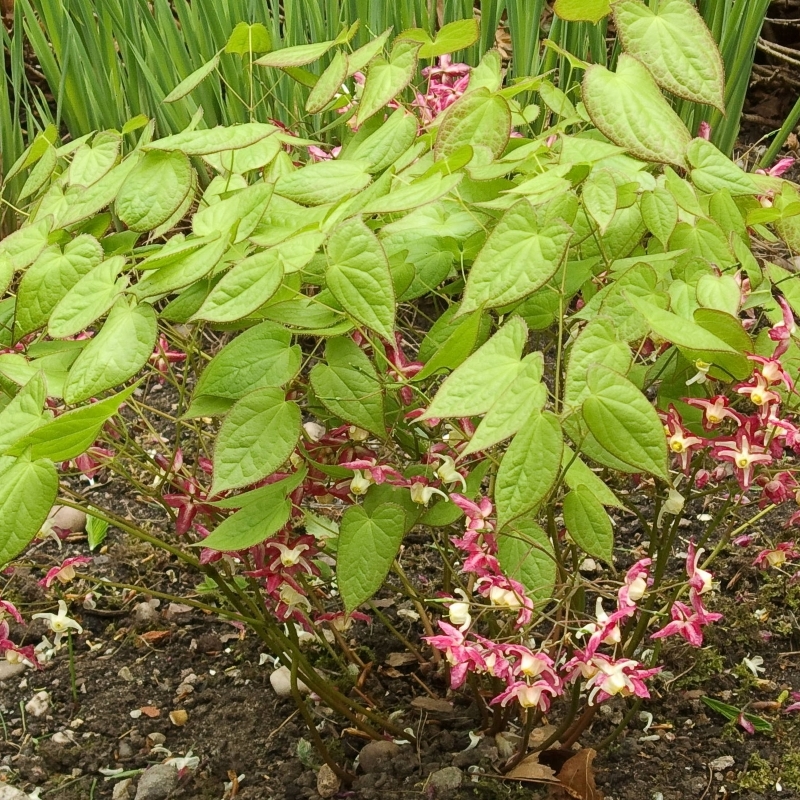 Fleurs des Elfes rubrum