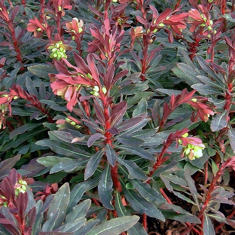 Euphorbe des bois Purpurea