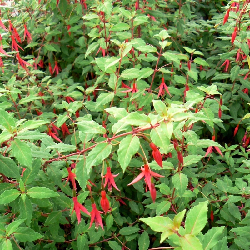 Fuchsia magellanica Riccartonii