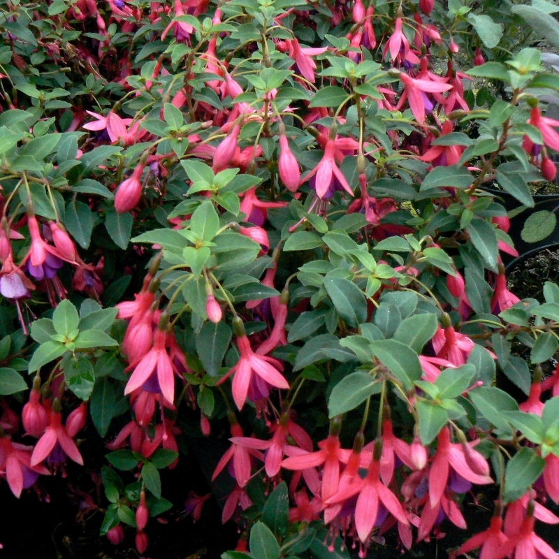 Fuchsia Tom Pouce