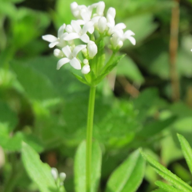 Asperule odorante