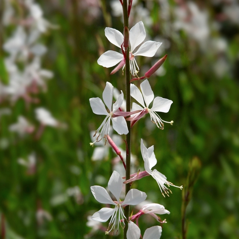 Gaura de Lindheimer