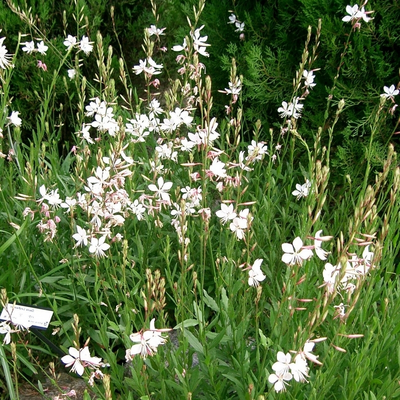 Gaura de Lindheimer