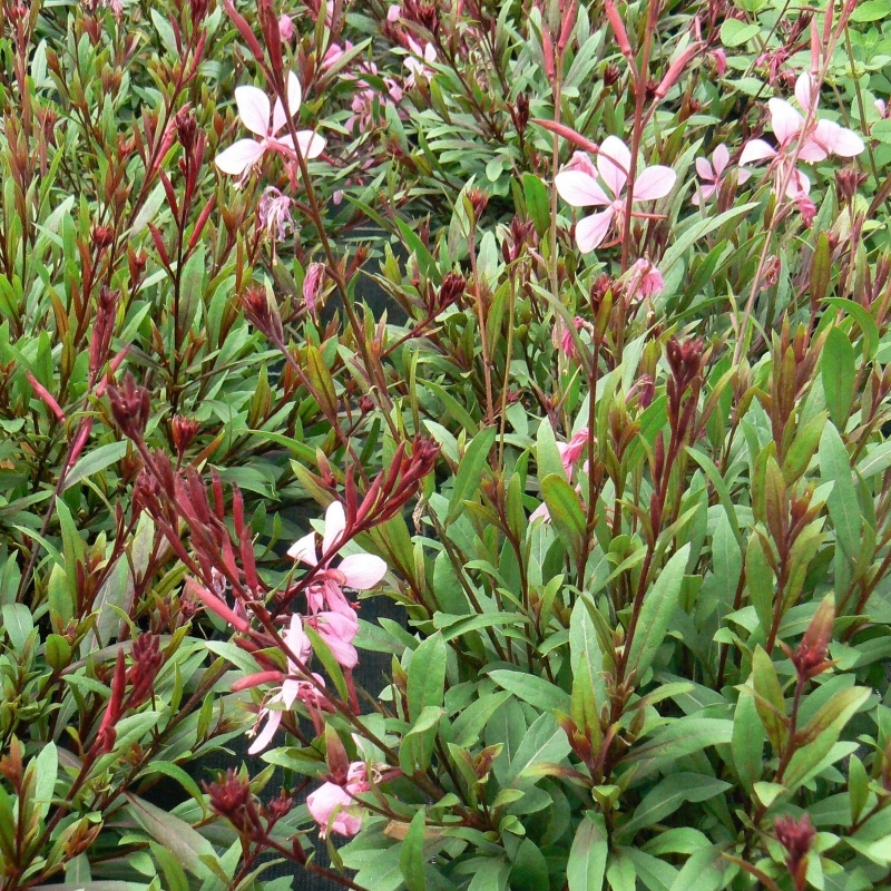 Gaura de Lindheimer Compact Pink