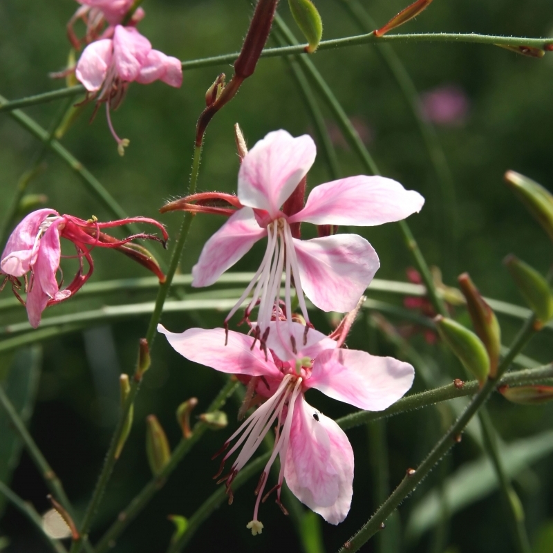 Gaura de Lindheimer Syskiou Pink