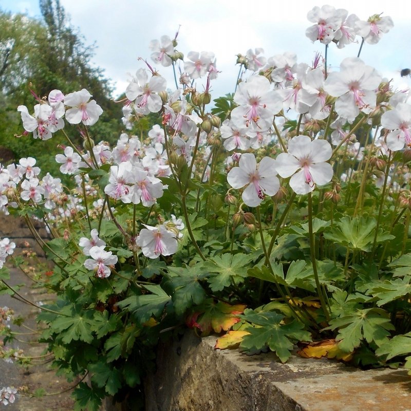 Géranium vivace Biokovo