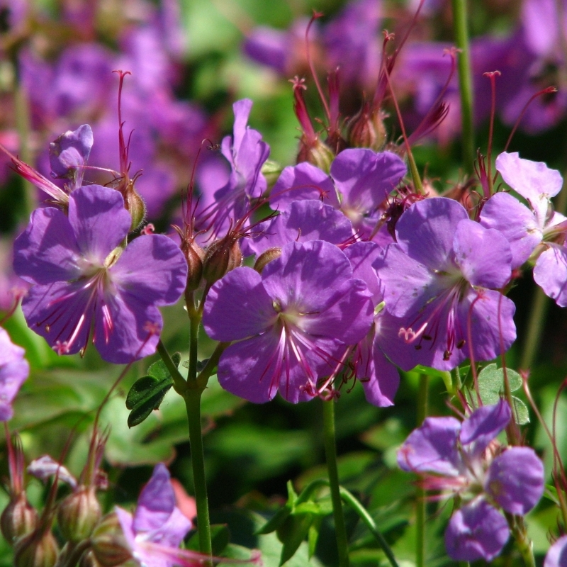 Géranium vivace Cambridge