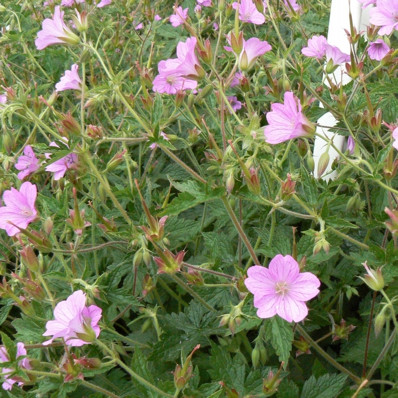 Bec de grue, Géranium d'Endress