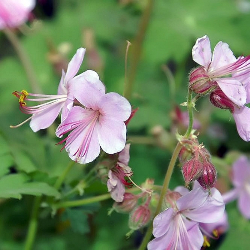 Géranium Ingwersen's Variety