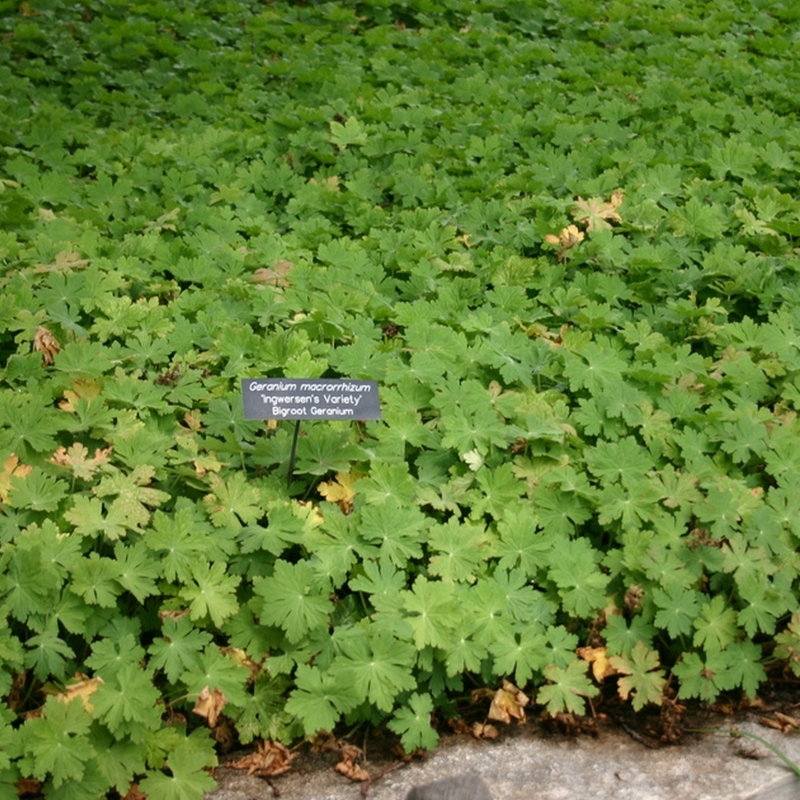 Géranium Ingwersen's Variety