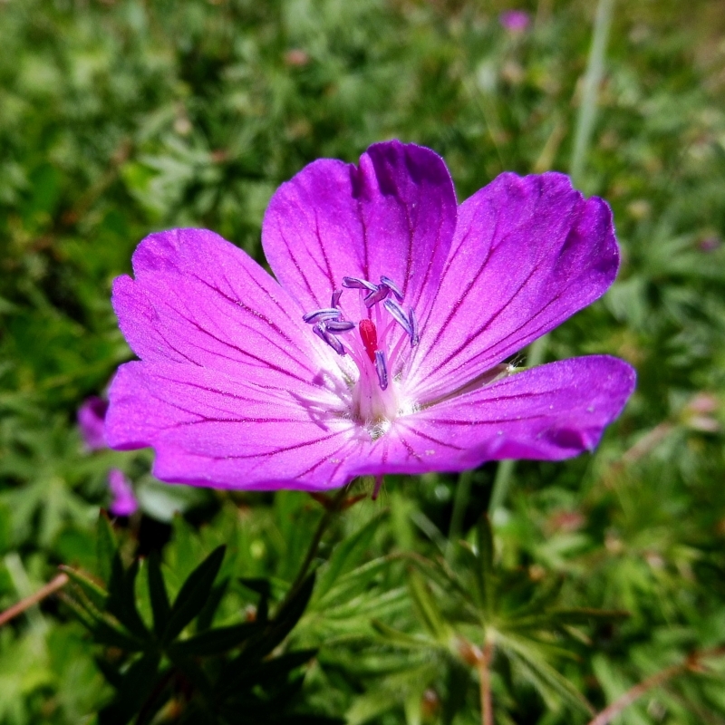 Géranium sanguin