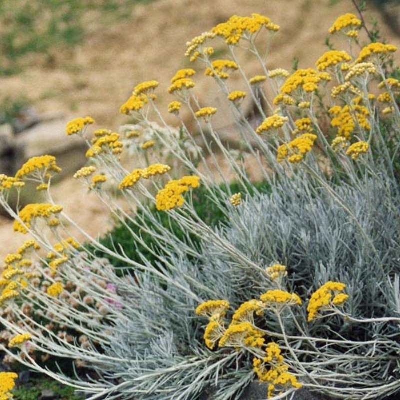 Immortelle d'Italie