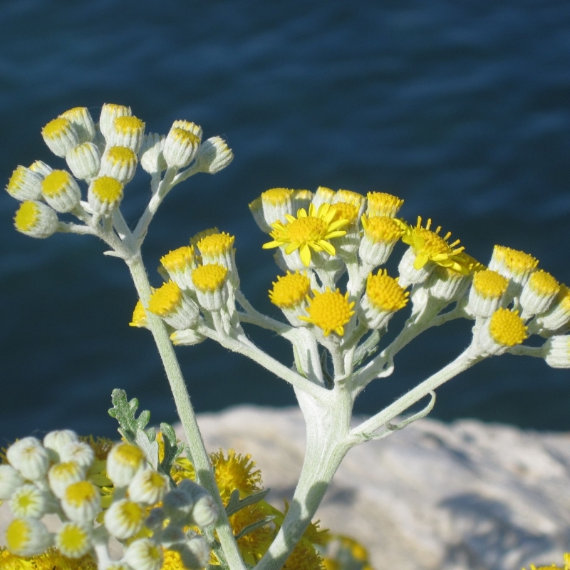 Immortelle d'Italie