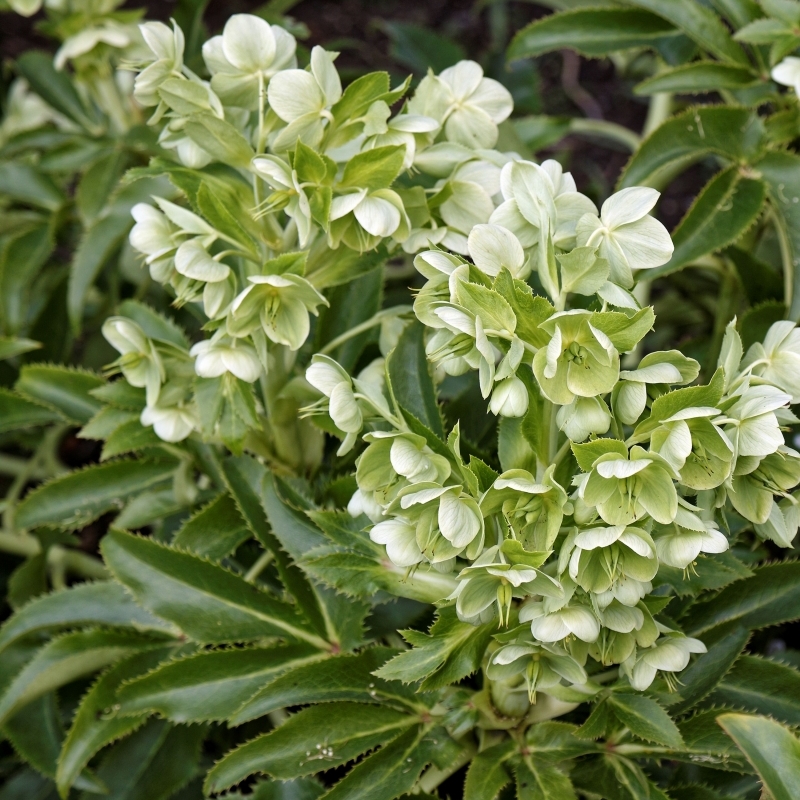 Rose de Noël de Corse, Hellebore de Corse