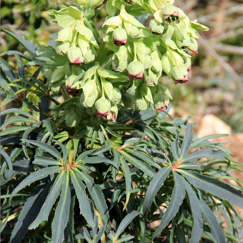 Rose de Noël Fétide, Hellébore fétide