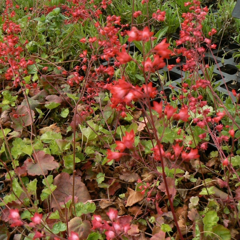 Heuchere sanguine Leuchtkäfer