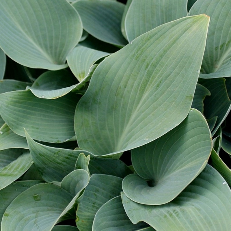 Hosta Halcyon