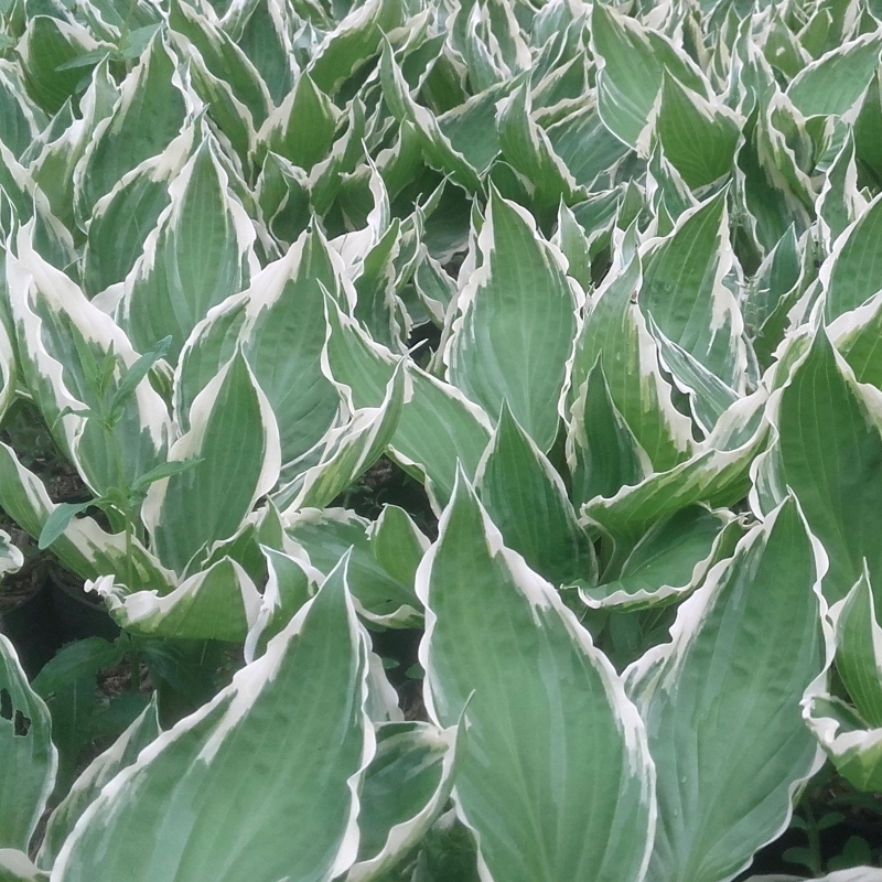 Hosta undulata Albomarginata