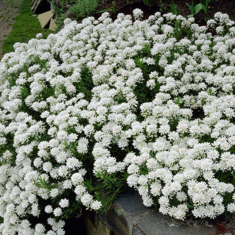 Corbeille d'argent Snowflake, Thlaspi Snowflake