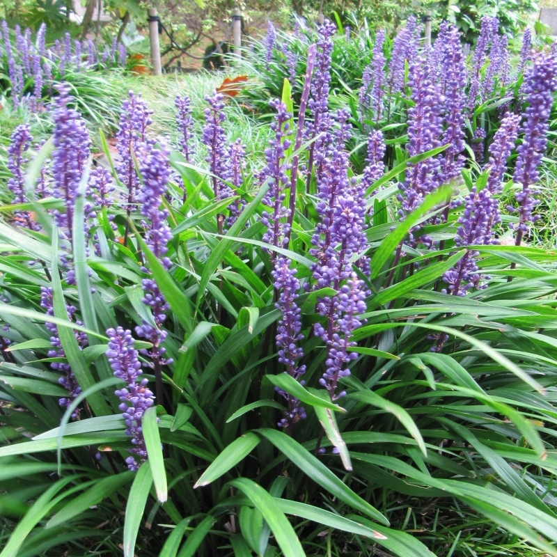 Liriope muscari Big Blue