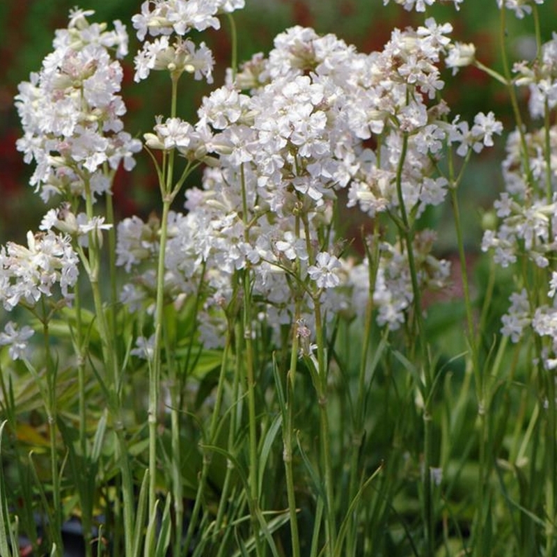 Lychnis viscaria Alba