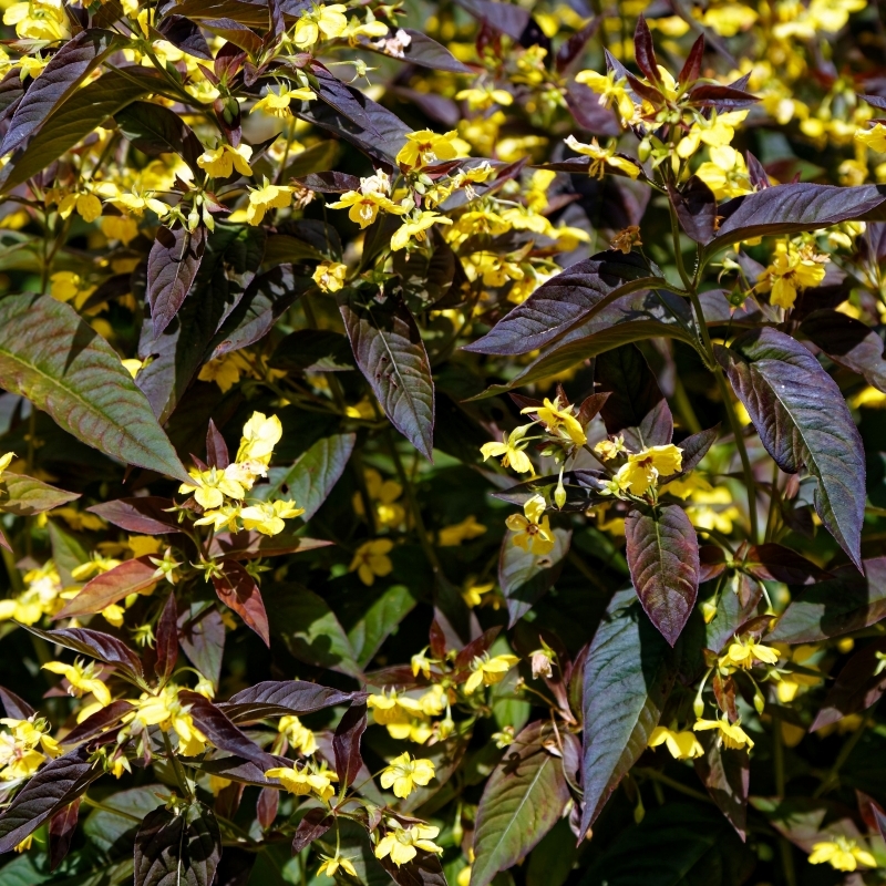 Lysimaque ciliée pourpre