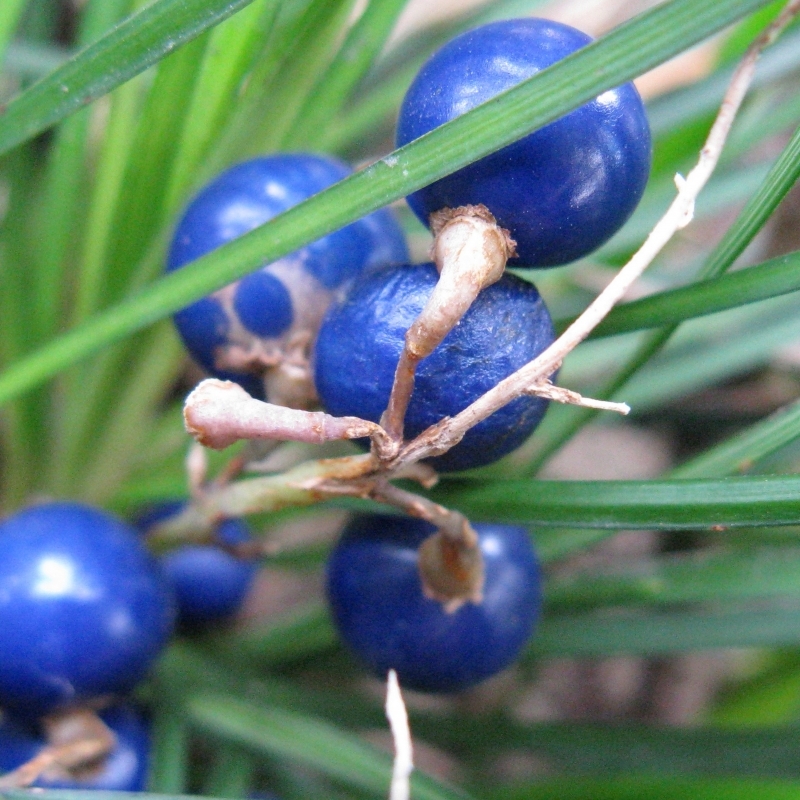 Barbe de serpent, Muguet du Japon, Herbe aux turquoises