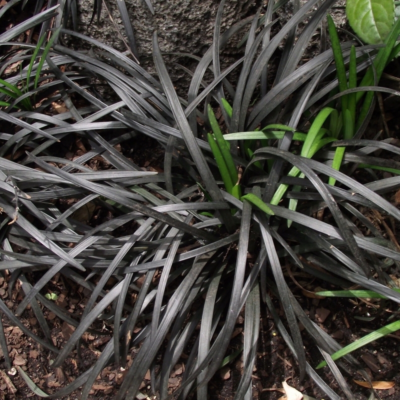 Barbe de serpent Nigrescens, Muguet du Japon Nigrescens, Herbe aux turquoises Nigrescens