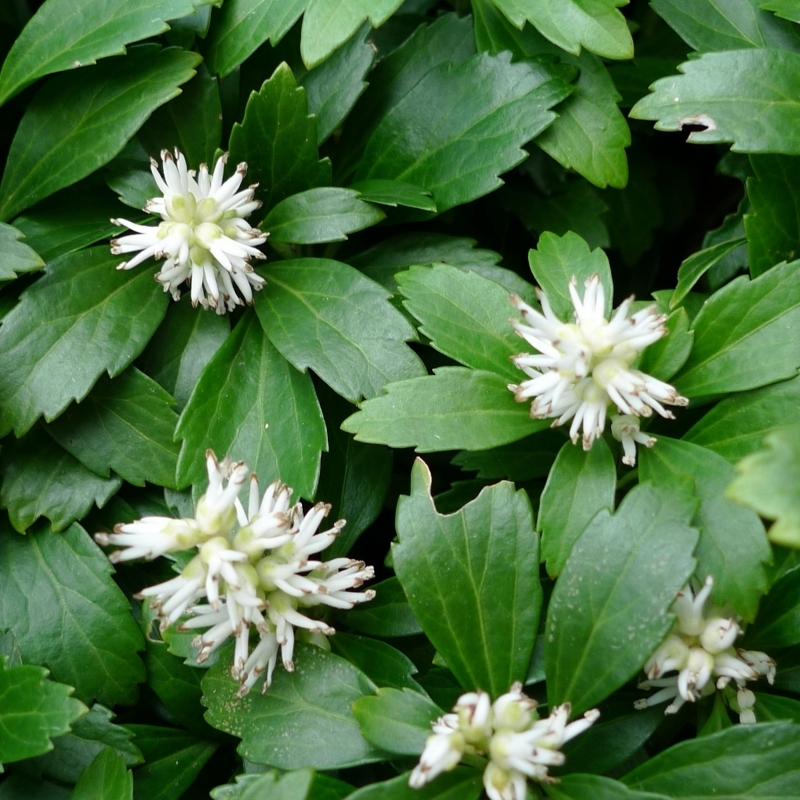 Pachysandra terminalis Green Carpet