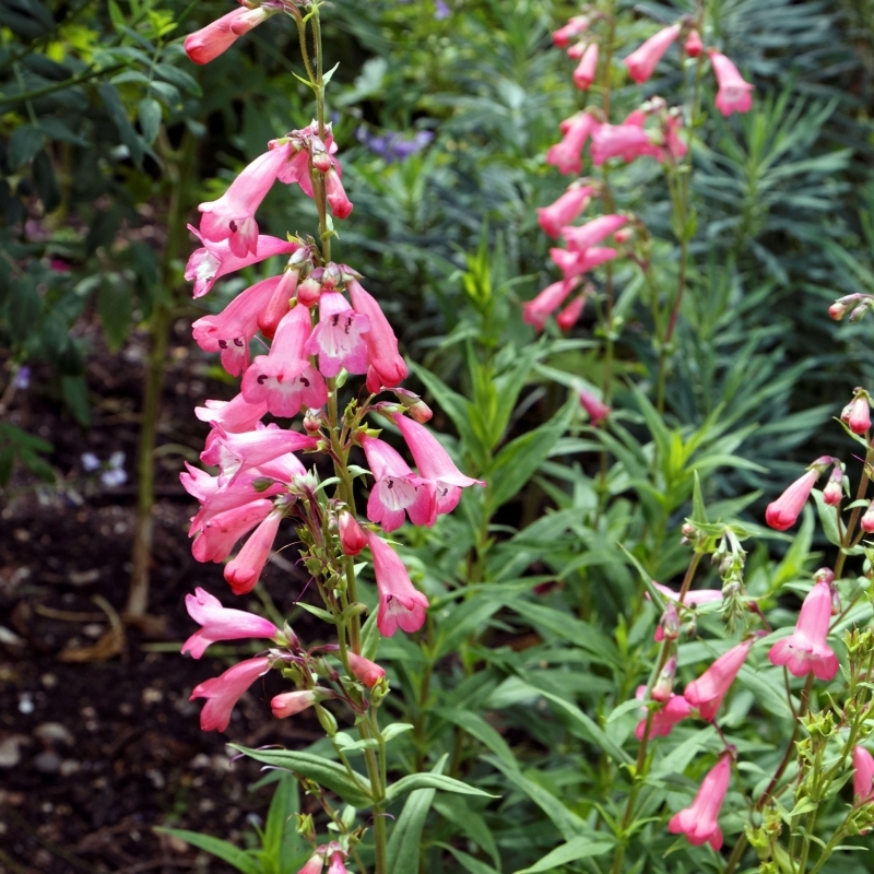 Galane Hidcote Pink