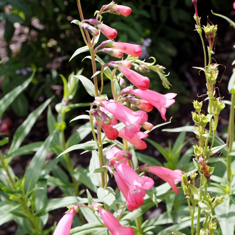 Galane Hidcote Pink