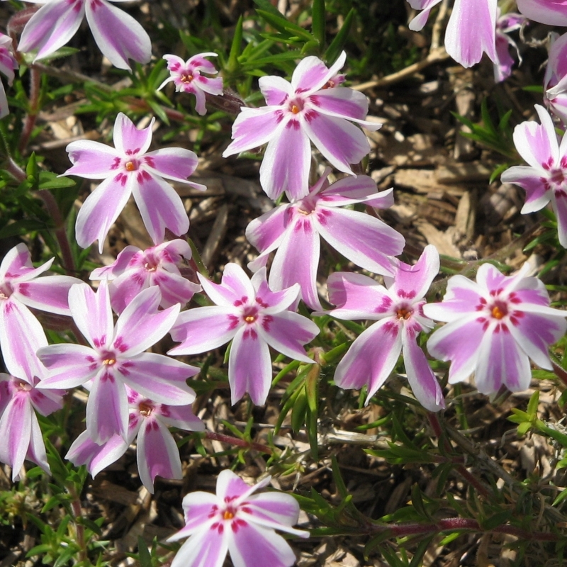 Phlox mousse Candy Stripe