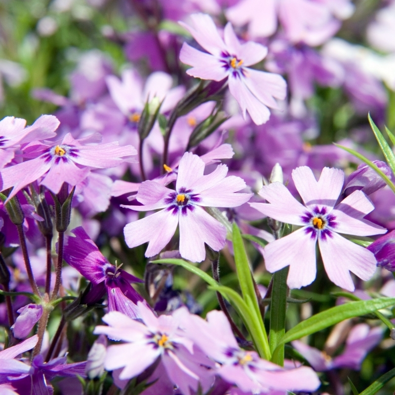 Phlox mousse Purple Beauty