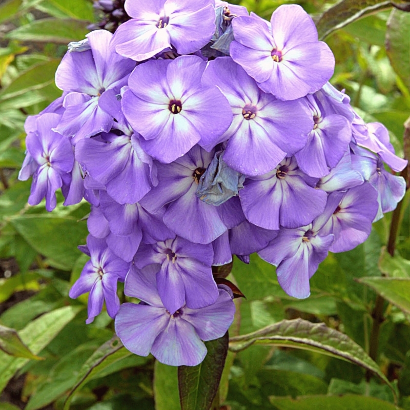 Phlox paniculé Blue Boy