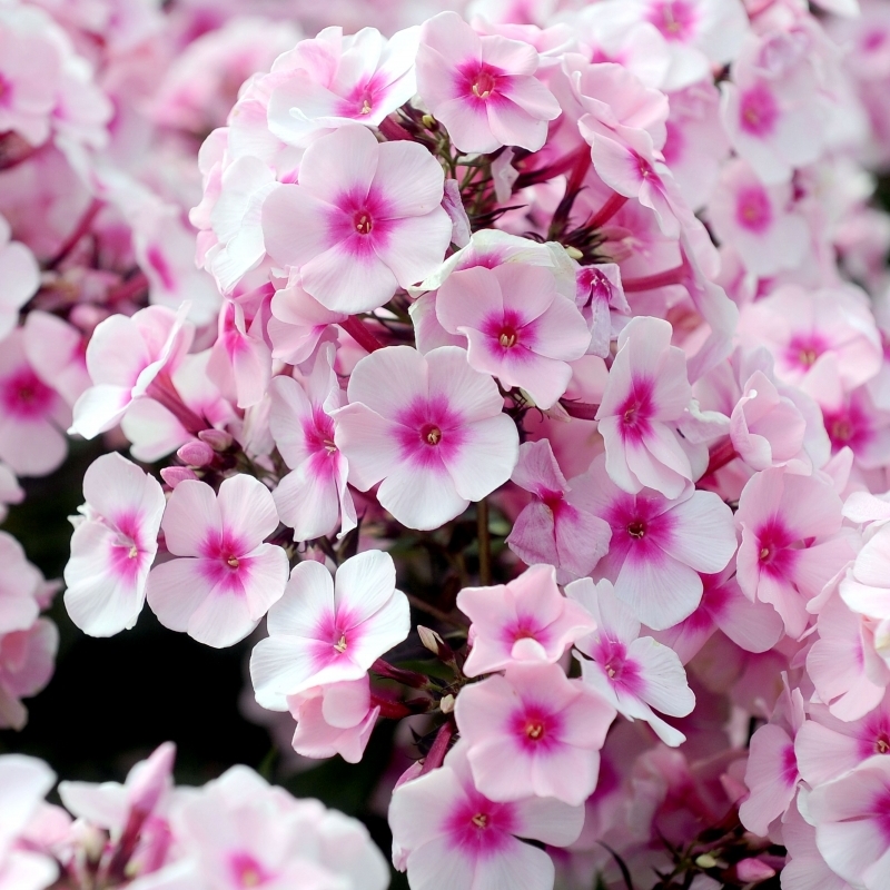 Phlox paniculé Europa