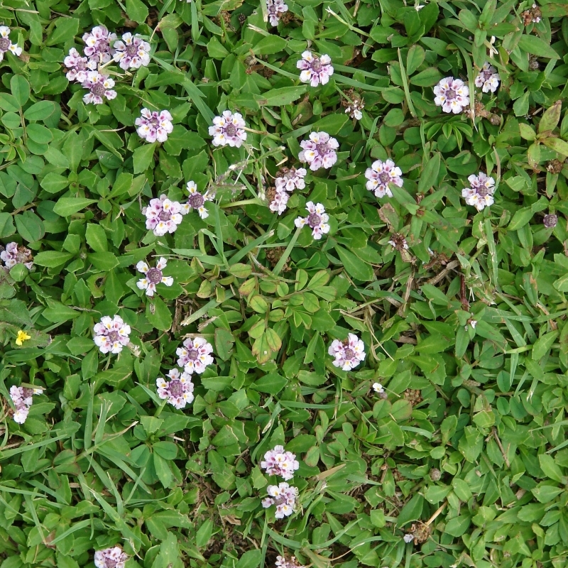 Phyla canescens, Lippia nodiflora