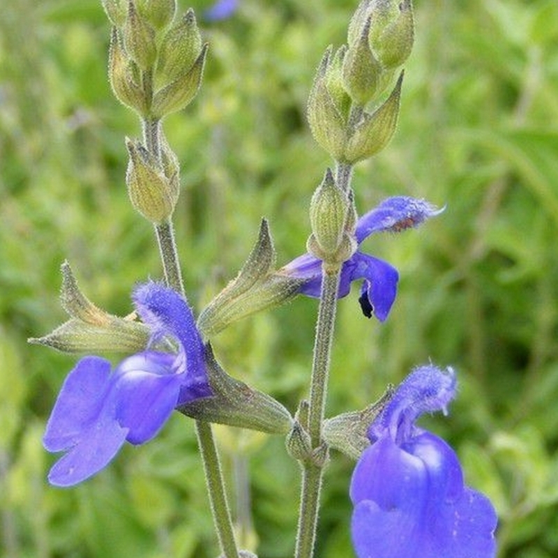 Sauge bleue du Mexique