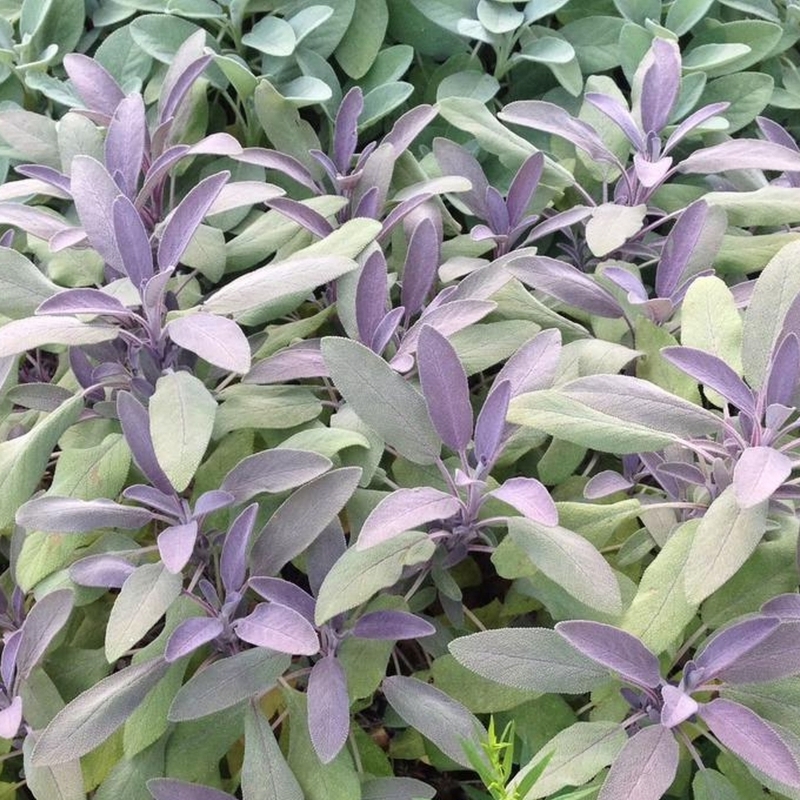 Sauge officinale à Feuilles pourpre