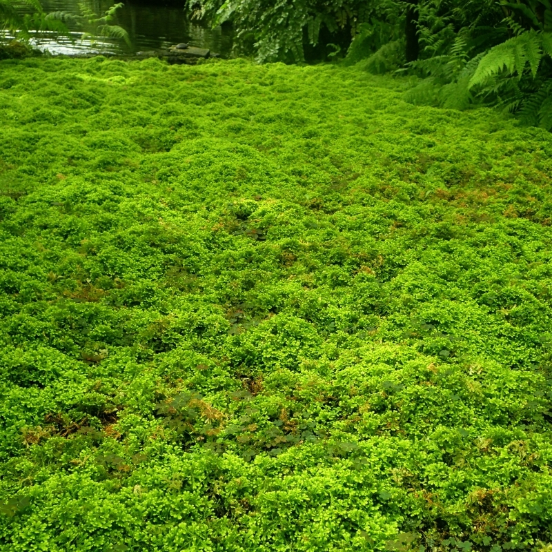 Sélaginelle des jardiniers