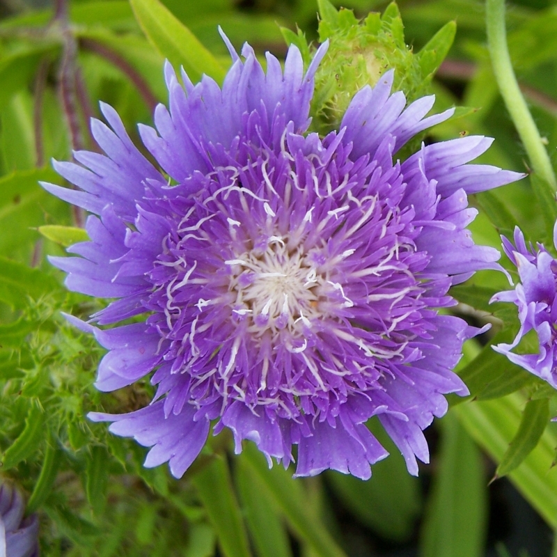 Aster de Chine Blue Star