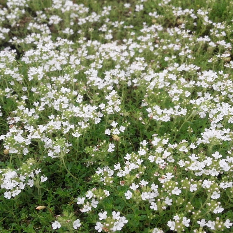 Thym précoce à Fleurs blanches