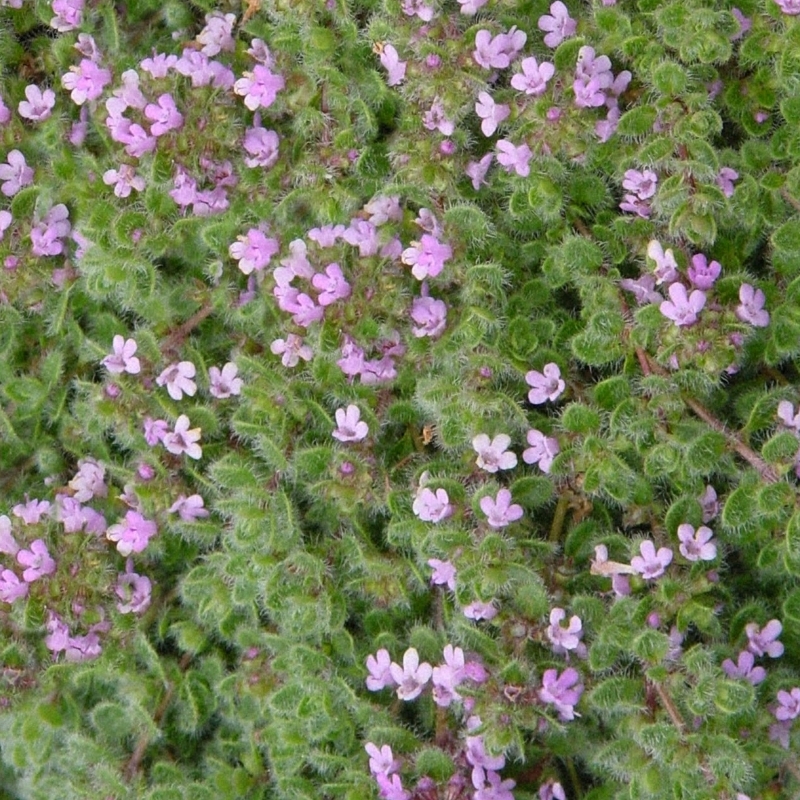 Thym précoce Pseudolanuginosus